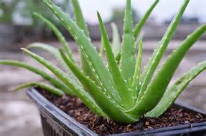 Potted Aloe Plant