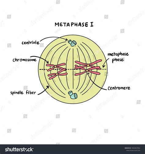Metaphase 1 Of Meiosis