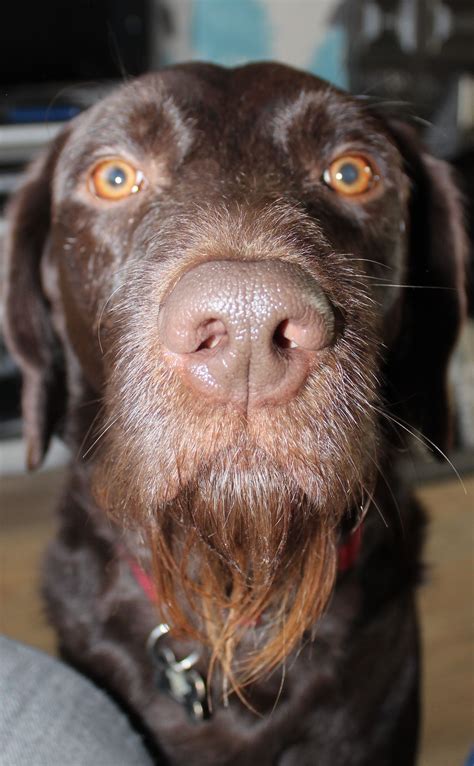 Why Is My Dog's Beard Brown at Randy Stambaugh blog