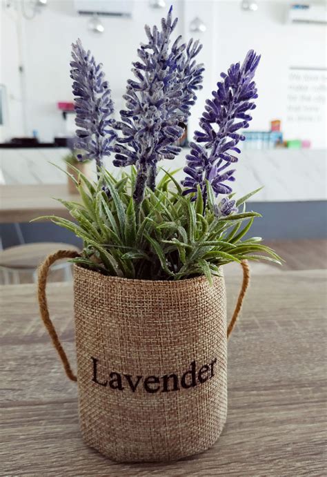Can Lavender Grow in the Shade? - Tastylicious