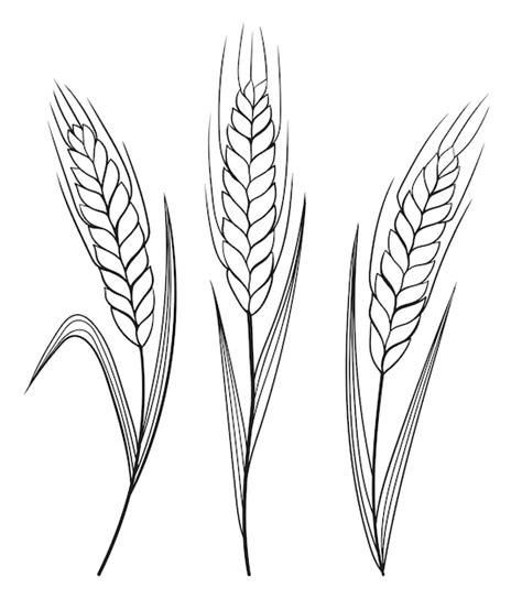 Hand gezeichnet von den Ohren des Weizengerstenkorns Schwarzweiss ...