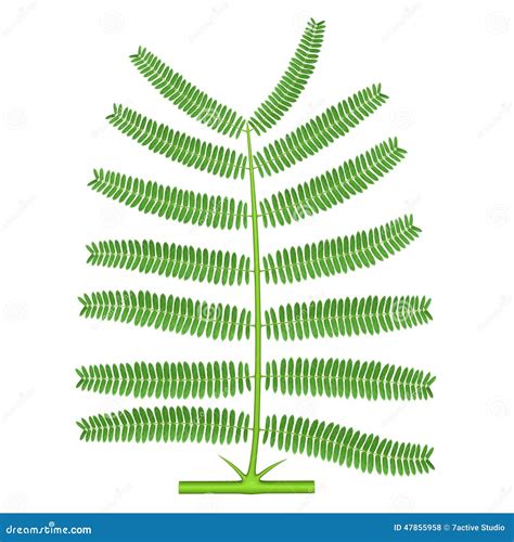 Bipinnate Compound Leaf