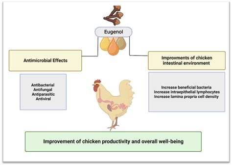 Application of Eugenol in Poultry to Control Salmonella Colonization ...