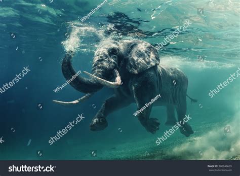 Swimming Elephant Underwater African Elephant Ocean Stock Photo ...
