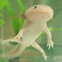 Image result for Albino Mexican