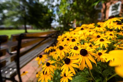 Essays that Worked 2024 Archives | Johns Hopkins University Admissions