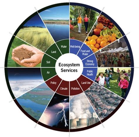 Ecosystem Of Value