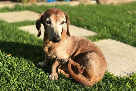 Tail chasing - Does your dog chase their tail? - Vetwest Veterinary Clinics