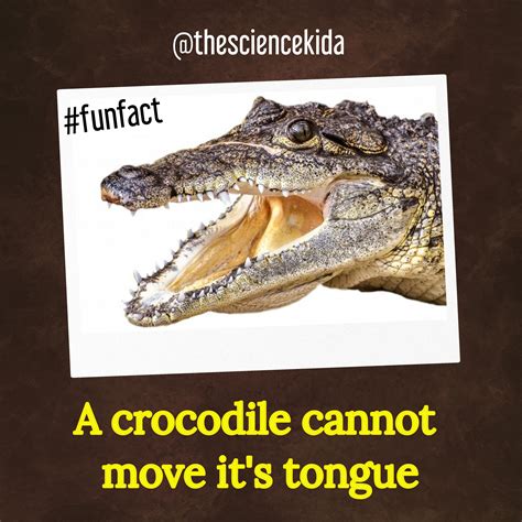 FunFacts