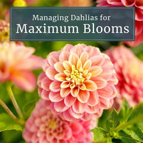 When Is The Best Time To Mulch Flower Beds: Maximize Growth!