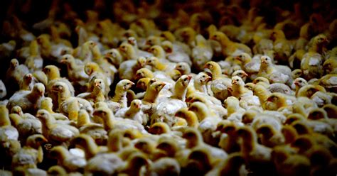 Iowa, Minnesota euthanize 1.4 million chickens stranded by Pure Prairie ...