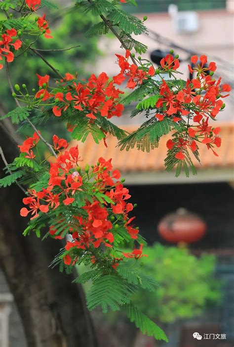 缤纷花海、网红景点、特色节目！在江门玩到爽！