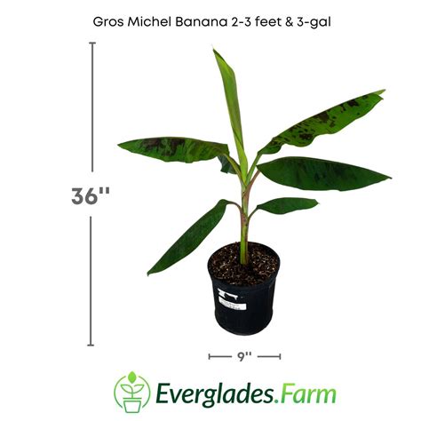 Gros Michel Banana Tree for Sale from Florida | Order Now – Everglades Farm