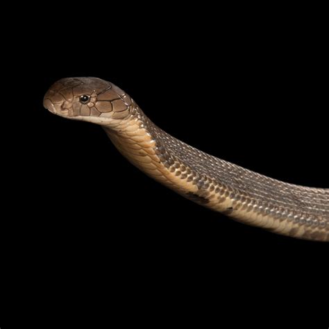 Habitat Of Desert King Cobra at Liza Tubbs blog