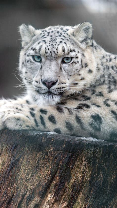 Snow Leopard Wallpapers - Top Free Snow Leopard Backgrounds ...
