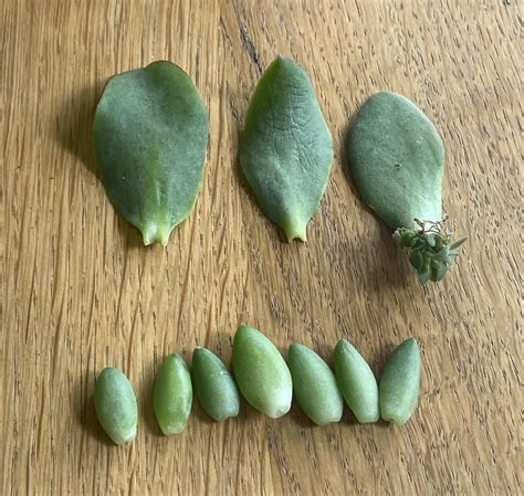 My last lift was only three days ago… : r/proplifting