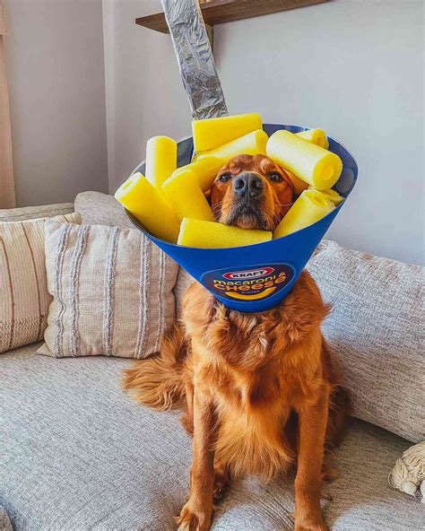 Golden Retriever Models Owner's Creative DIY Halloween Costumes