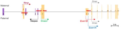 Identification of a Novel Imprinted Transcript in the Porcine GNAS ...