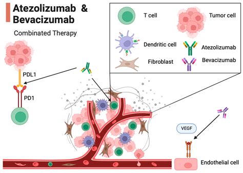 Atezolizumab and Bevacizumab Combination Therapy in the Treatment of ...