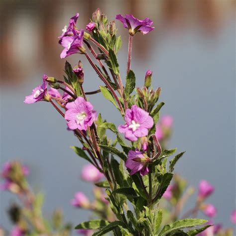 Small Flowered Willow Herb Benefits | Best Flower Site