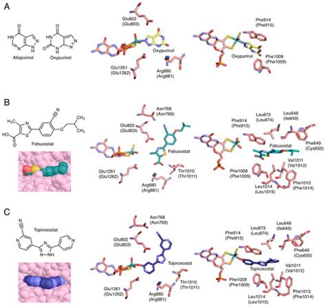 Association of Mutations Identified in Xanthinuria with the Function ...