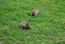 Image result for Pictures of Best Friend Bunnies