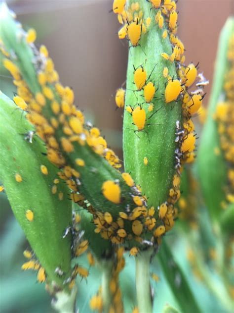 How to get rid of aphids on milkweed? Ask an expert - oregonlive.com