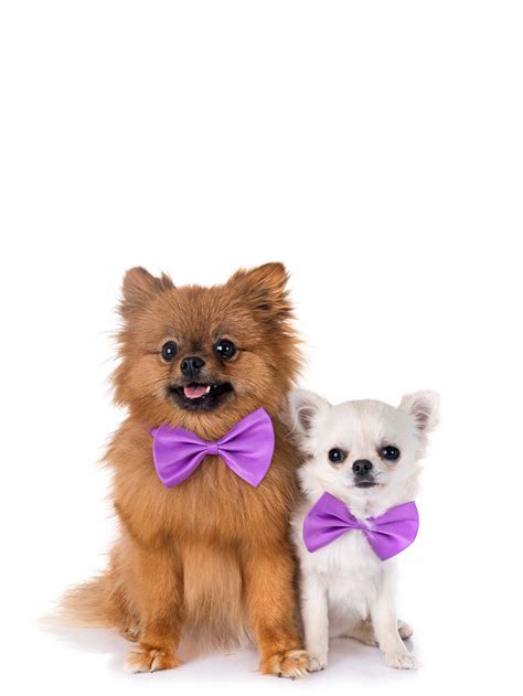 Spay and Neuter Mondovi, Eau Claire | All Paws Animal Hospital