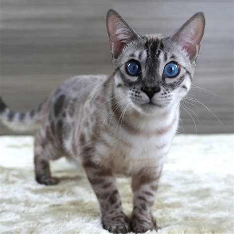 Hypoallergenic Bengal Cats: Expert Tips for Allergy-Free Living