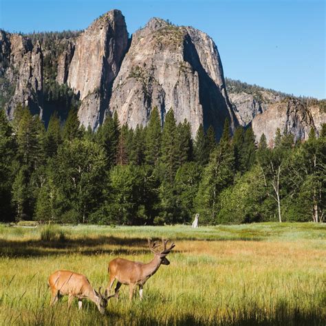 Top Wildlife Of Yosemite National Park You Can Spot This Season