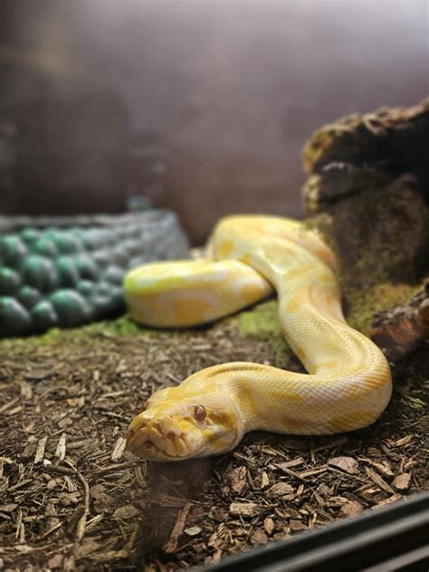 Albino Tigerpython Jahre alt zu Verkaufen in Köln | Tiere | Kleinanzeigen