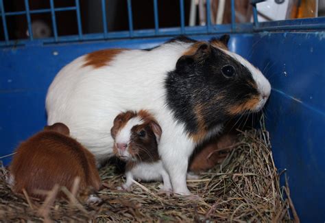 Baby Guinea Pig Noises And Behavior (Nibbling, Zoomies, Twitching ...