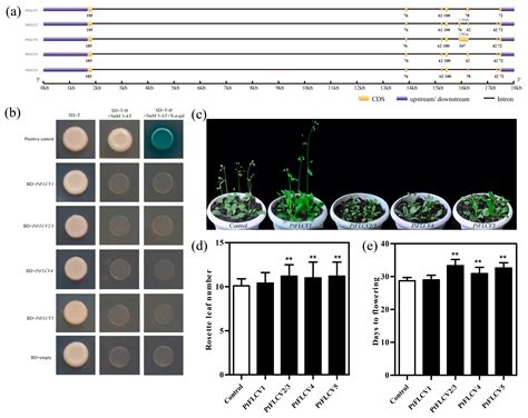 HD-ZIP I Transcription Factor (PtHB13) Negatively Regulates Citrus ...