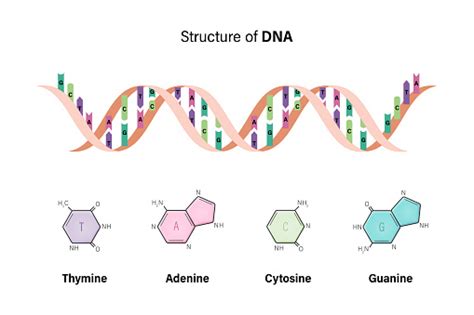 Image result for DNA Microarray Data