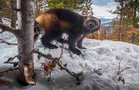 Wolverines Are Finally Listed as Threatened. Decades of Reversals May Have Caused the ...