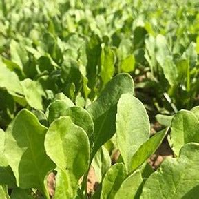 Baby Spinach 150g – BIG FAT ESSENTIALS