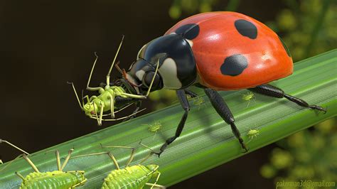 What Animal Eats Ladybugs at Alice Hager blog