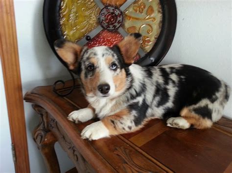 Arya the Corgi Mix | Corgi mix, Welsh corgi puppies, Corgi breeds