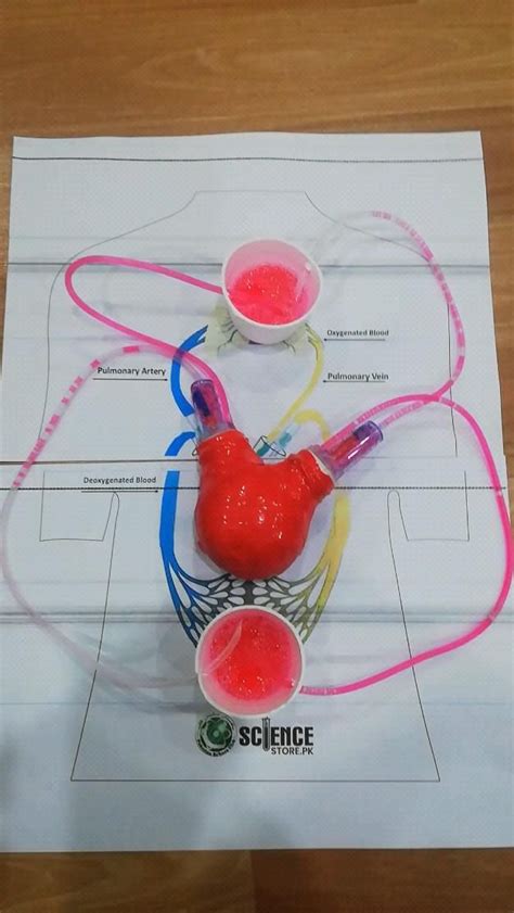 Working Model of Heart 的图像结果