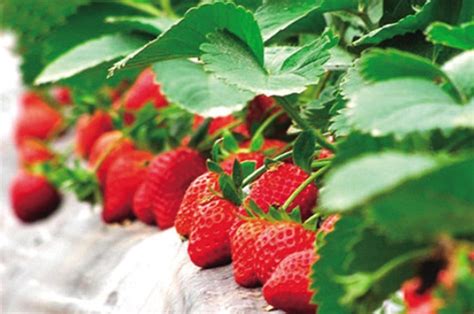 草莓的种植方法及时间_百度知道