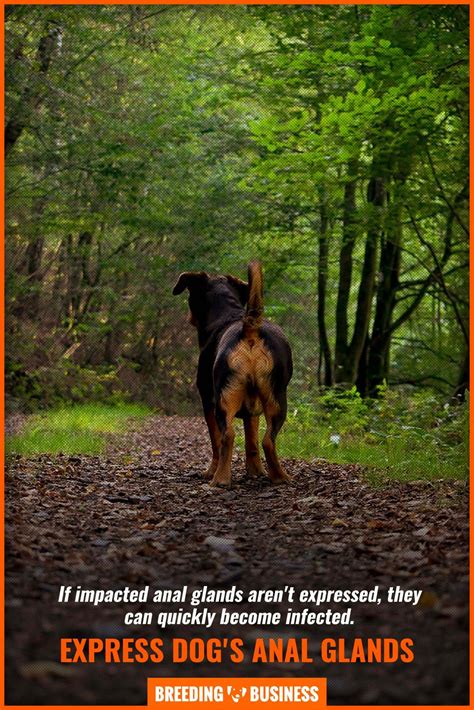 How To Express Large Dog Anus Glands at Sandra Zimmerman blog