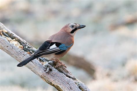 Image result for Java Jaybird Connection