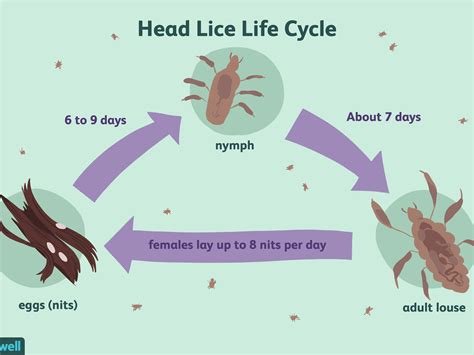 Lice - symptoms, treatment and prevention of head lice in children and ...
