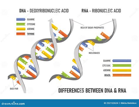 Difference Between Dna And Rna Structures