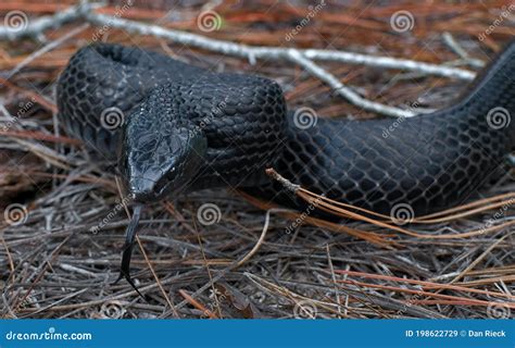 Eastern Indigo Snake Drymarchon Couperi Sandhills of Florida Stock ...