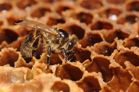 Honeybees & Immaterial Genome | Science and Culture Today