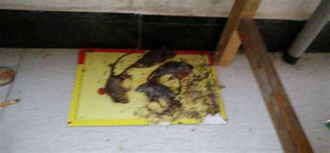 家中发现老鼠该怎么办？一个小故事引出恐鼠症患者们的吐槽,也是很心累啊