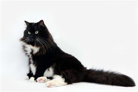 20 Black And White Cat Breeds PetHelpful, 48% OFF