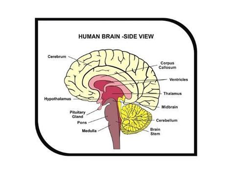 Biological Approach Examples 的图像结果