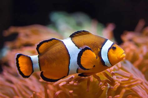 Where Do Clownfish Live? - Clownfish Habitat & Facts